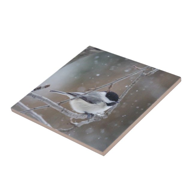 Chickadee de capa negra - Songbird (Lateral)