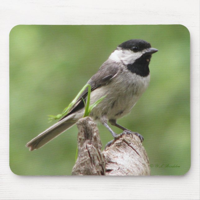 Chickadee de Carolina Mousepad (Frente)