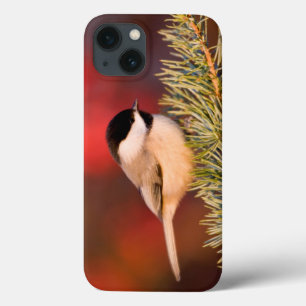 Chickadee de Carolina no cedro de atlas azul
