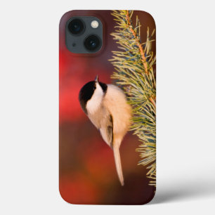Chickadee de Carolina no cedro de atlas azul