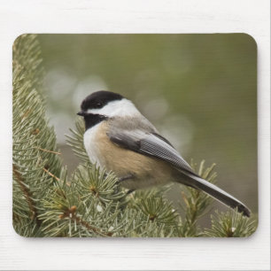 Chickadee Preto-tampado Mousepad