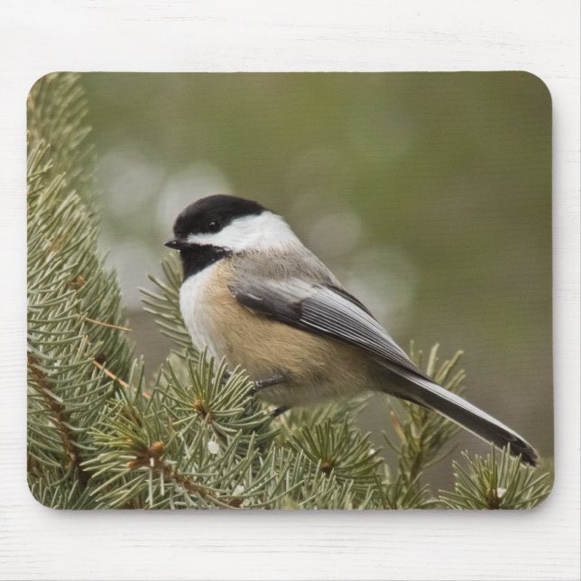 Chickadee Preto-tampado Mousepad (Frente)