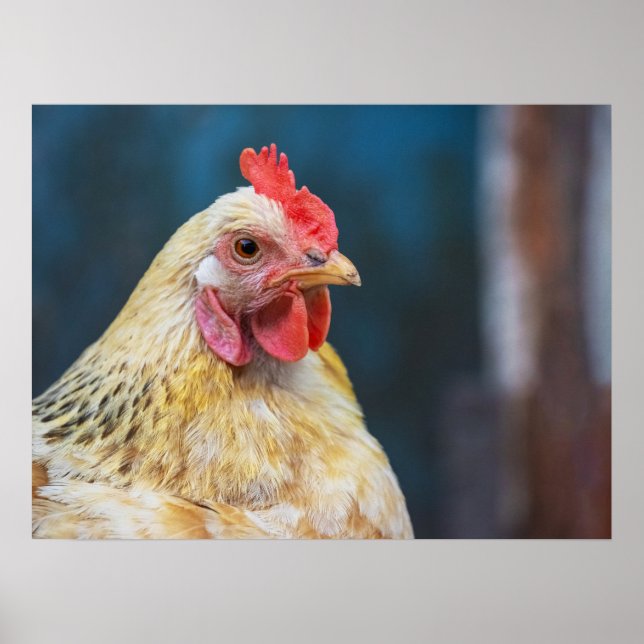 Chicken Close-Up Poster (Frente)