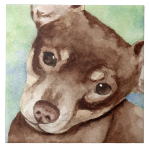 Chihuahua