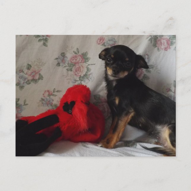chihuahua com seu cartão postal de brinquedo (Frente)