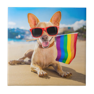 Chihuahua Dog na praia