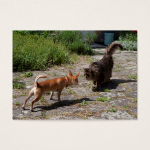 Chihuahua encontra gato