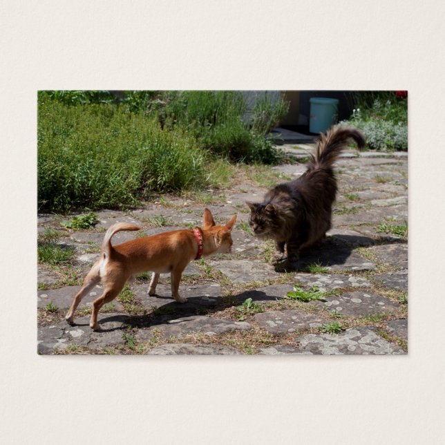 Chihuahua encontra gato (Frente)