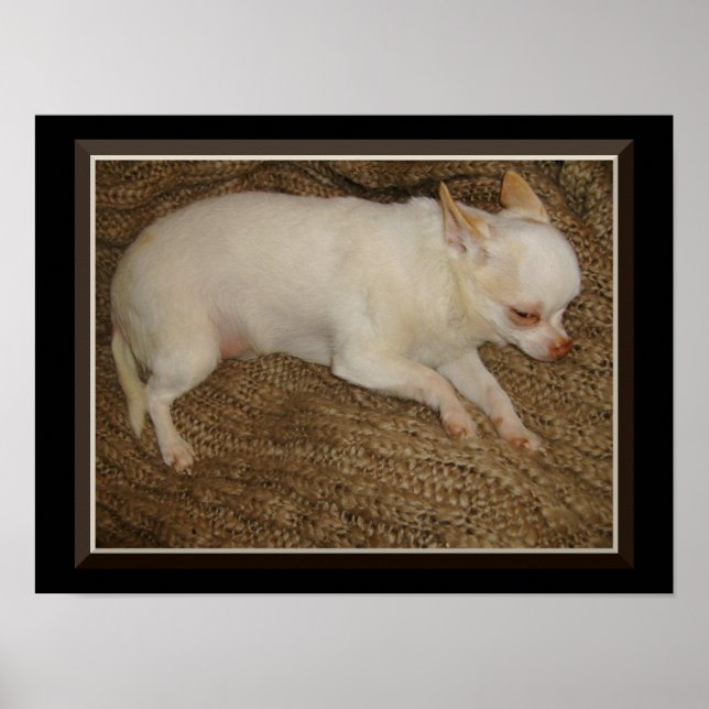 Chihuahua Mantendo Um Olho Aberto Poster (Frente)