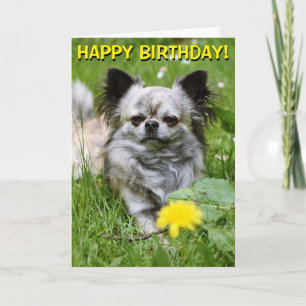 Chihuahua no cartão de aniversário de flores