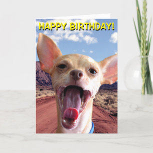 Chihuahua no cartão de aniversário do deserto