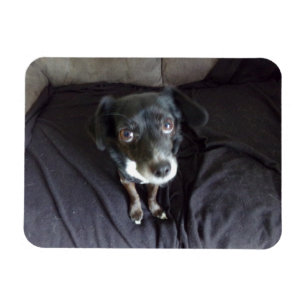 Chihuahua olhando para você o ímã flexível