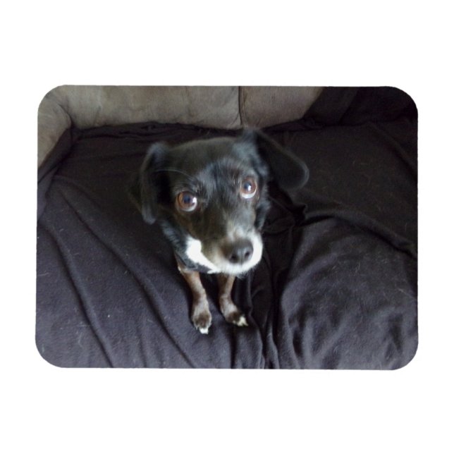Chihuahua olhando para você o ímã flexível (Horizontal)