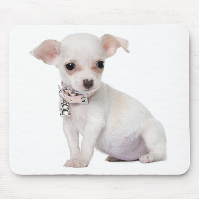 Chihuahua Puppy Dog Mousepad (Frente)