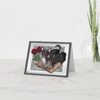 Chihuahua Rosa Cartão de Amor