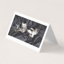 Chihuahua sobre Seda Negra