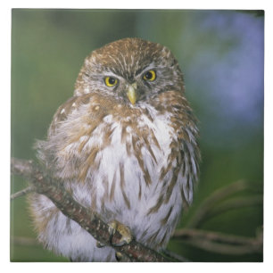 Chile, Aysen. Juvenil Autral Pygmy Owl