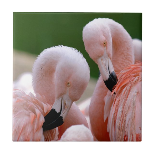 Chilensis flamingos (Frente)