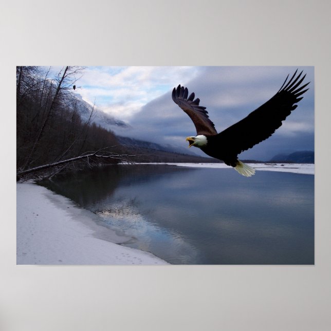 Chilkat Eagle Reserve Poster (Frente)