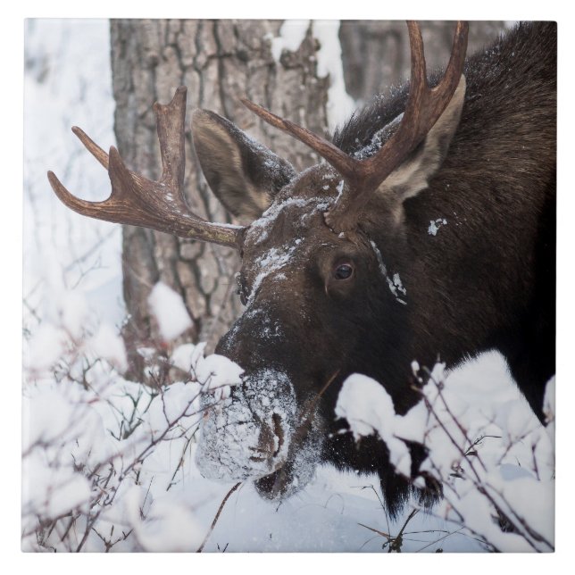 Chilly Moose (Frente)