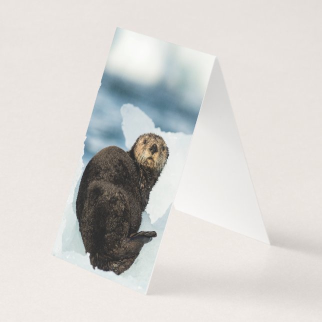 Chilly Sea Otter (Verso)