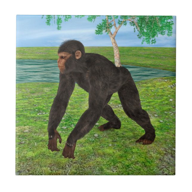 Chimpanzé (Frente)