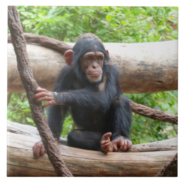 Chimpanzé 001 (Frente)
