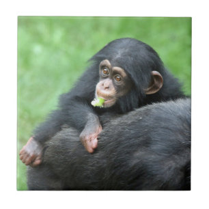 Chimpanzé 005