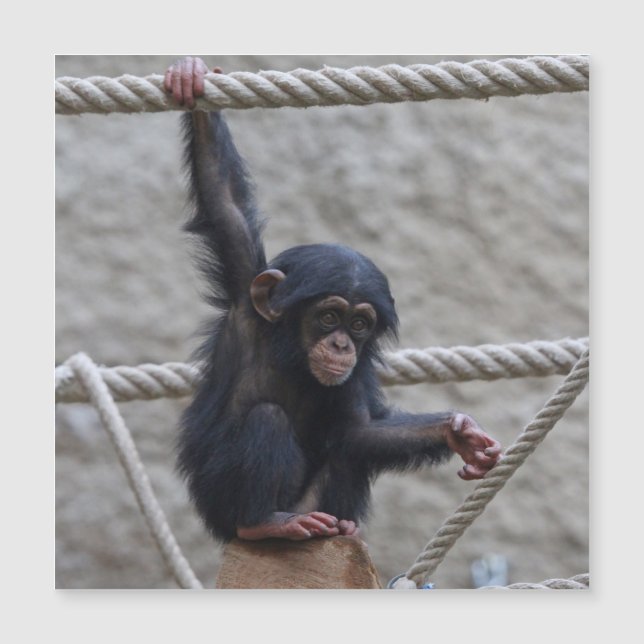 Chimpanzé 017 (Frente)