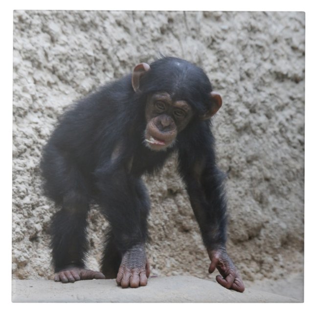 Chimpanzé 031 (Frente)