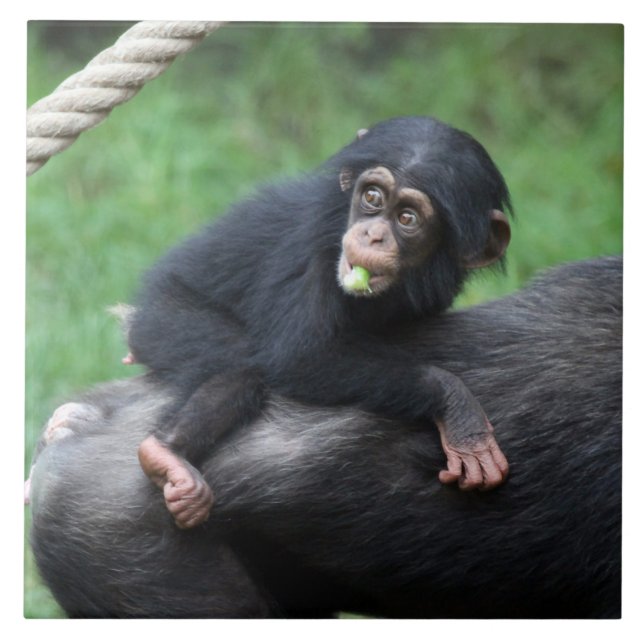 Chimpanzé 032 (Frente)