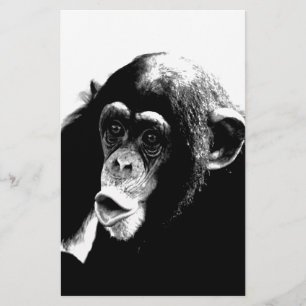 Chimpanzé Branco Preto