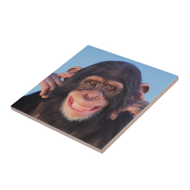 11.225 fotografias e imagens de Chimpanzé - Getty Images