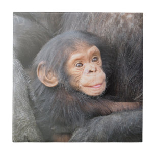 Chimpanzé do bebê