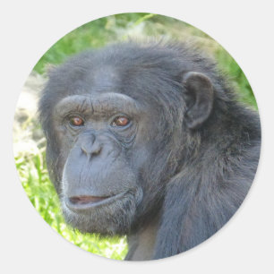 Chimpanzé - etiqueta