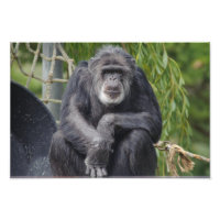 Chimpanzé Sentado e Staring Foto