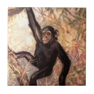 chimpanzeehangingintree002_original