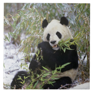 China, província de Sichuan. Panda-gigante se alim