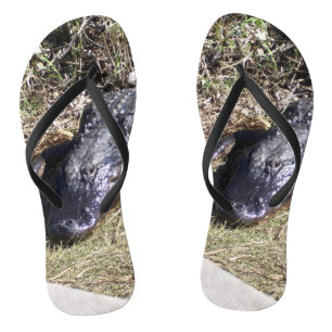 Chinelos Alligador Preto nas Everglades