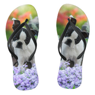 Chinelos Boston Terrier Dog Cute Puppy Portraje Foto Pet -