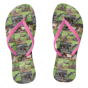 Chinelos Colagem De Fotos De Kangaroo,