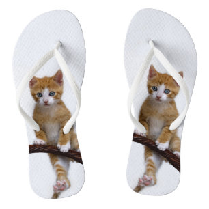 Chinelos Gatinho Gatinho Gatinho Engraçado Foto do Gym -