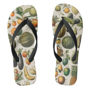 Chinelos Ilustração Científica Botânica Vegetal fruta