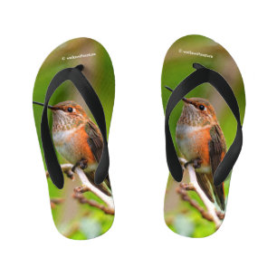 Chinelos Infantis Colibri Rufous fêmea na árvore de ameixa