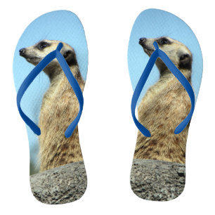 Chinelos Meerkat
