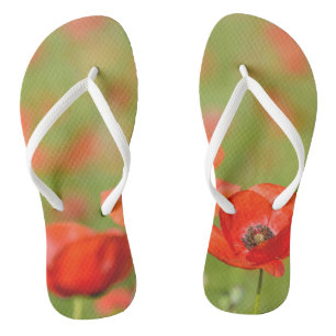 Chinelos Papagaios num campo de papoula flip-flops