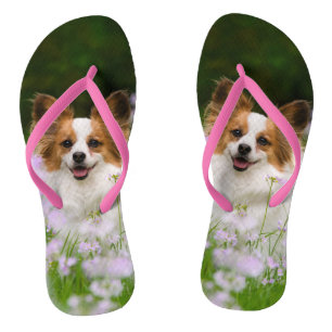 Chinelos Papillon Dog Cute Romântico Retrato Pet Foto -
