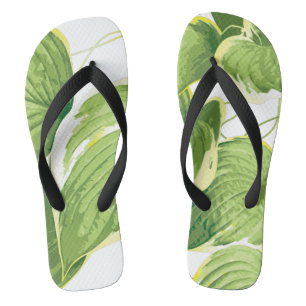 Chinelos Planta Ficus