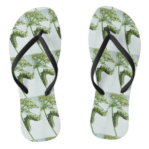 Chinelos Sala de comida da lagarta-do-mato-preto