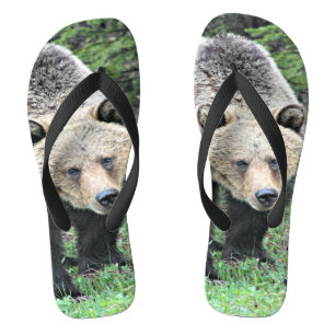 Chinelos Urso Grizzly Caminhando Na Floresta